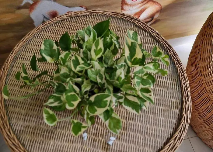 Nocleg ze śniadaniem La Tropicale De